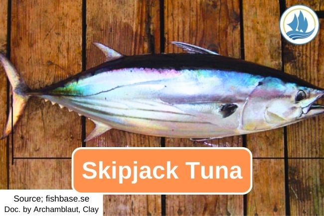 This Is What Skipjack Tuna Look Like